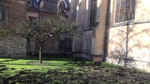 The lawn of Trinity College is seen after being dug up by Extinction Rebellion climate protesters, in Cambridge, Britain. (REUTERS) The lawn of Trinity College is seen after being dug up by Extinction Rebellion climate protesters, in Cambridge, Britain. (REUTERS)