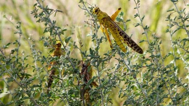 Pakistan declared a national emergency over locust swarms early this month after the food ministry gave a briefing to parliament, warning that the country was facing the worst locust infestation in two decades.(REUTERS)