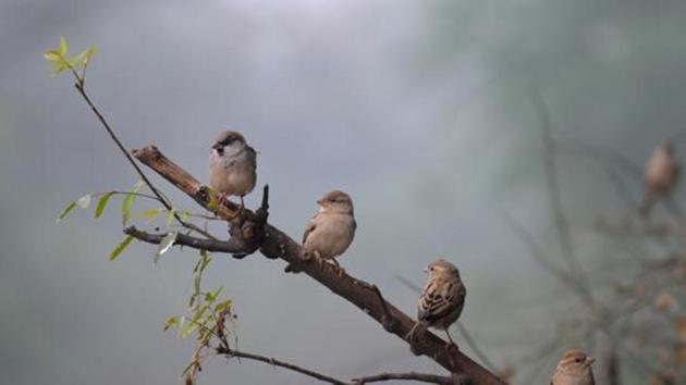 House Sparrow spotted in Bio Diversity Park in Gurugram(Parveen Kumar/HT File Photo)