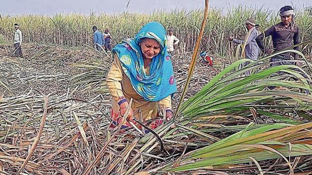 A woman works in her fields in Sundana village of Rohtak district.(Manoj Dhaka/ht file)