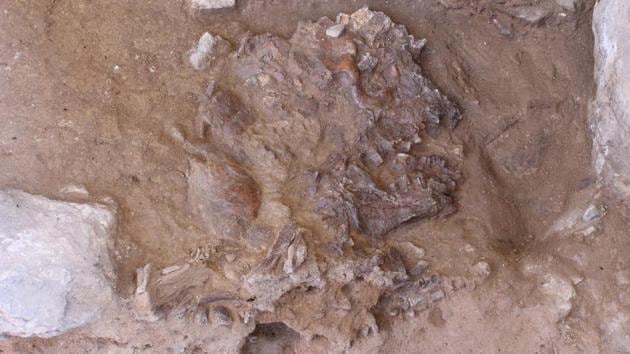 A Neanderthal skull, flattened by thousands of years of sediment and rock fall, is seen in Shanidar Cave in northern Iraq in an undated photo. Courtesy of Graeme Barker/Handout via REUTERS (via REUTERS) A Neanderthal skull, flattened by thousands of years of sediment and rock fall, is seen in Shanidar Cave in northern Iraq in an undated photo. Courtesy of Graeme Barker/Handout via REUTERS (via REUTERS)