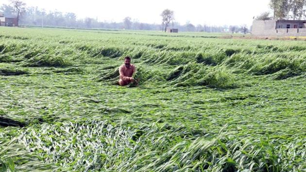 A farmer at Gobindpura village near Bathinda showing his wheat crop flattened following a hailstorm and high-velocity wind on Friday morning.(Sanjeev Kumar/HT)