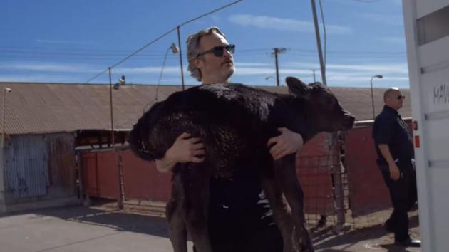 Joaquin Phoenix is seen carrying a calf in his arms to take it to its mother.