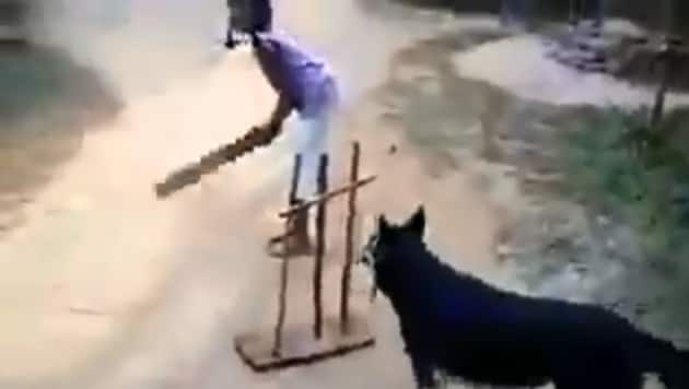 Dog plays cricket with kids, people call it 'best fielder of year'. Watch |  Trending - Hindustan Times