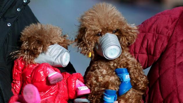 Dogs wearing masks are seen at a main shopping area, in downtown Shanghai, China, as the country deals with the outbreak of a new coronavirus. (Aly Song / REUTERS)