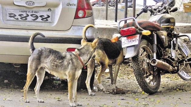 The government bodies are not creating enough awareness among masses about dogs, so they have a negative approach towards them, say welfare activists. (Ravindra Joshi/HT PHOTO) The government bodies are not creating enough awareness among masses about dogs, so they have a negative approach towards them, say welfare activists. (Ravindra Joshi/HT PHOTO)