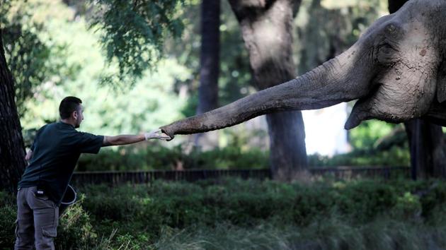 A veterinarian offers apples to 54-year-old Asian elephant Mara in her enclosure at the former city zoo now known as Ecopark in Buenos Aires, Argentina. (Agustin Marcarian / REUTERS)