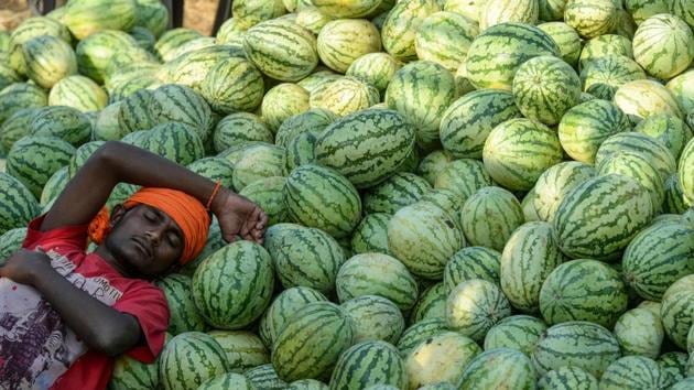 A labourer rests after unloading watermelons at Gaddiannaram wholesale fruit market in Hyderabad, Telangana. (Noah Seelam / AFP)