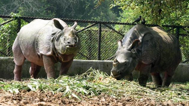 Forest officials said that the national park’s tourism would not be affected as the infected zone lies in the core area, which is deep inside the park and far away from the tourist zone. (Image used for representation).(HT PHOTO.)