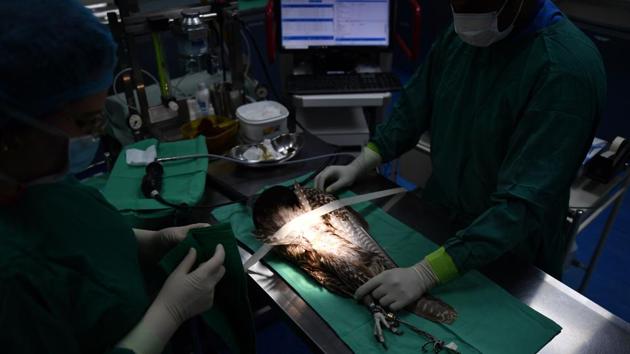 While the hospital has its own programme and facilities to breed falcons that can be purchased, most of the birds are imported to the UAE from breeders in the Americas and Europe. “They stay with the falconer for as long as they live,” Muller said. “They will not be released because they are captive-bred falcons.” (Guiseppe Cacace / AFP) While the hospital has its own programme and facilities to breed falcons that can be purchased, most of the birds are imported to the UAE from breeders in the Americas and Europe. “They stay with the falconer for as long as they live,” Muller said. “They will not be released because they are captive-bred falcons.” (Guiseppe Cacace / AFP)