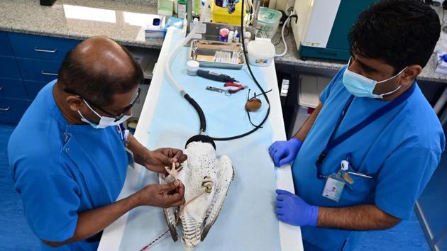 “The very complicated procedures are either broken legs or broken wings, or when a falcon has a really messy accident that results in big injuries,” Muller said. “Very long surgeries... can take up to three or four hours. That is the longest we can keep a falcon under anaesthesia.” (Guiseppe Cacace / AFP) “The very complicated procedures are either broken legs or broken wings, or when a falcon has a really messy accident that results in big injuries,” Muller said. “Very long surgeries... can take up to three or four hours. That is the longest we can keep a falcon under anaesthesia.” (Guiseppe Cacace / AFP)