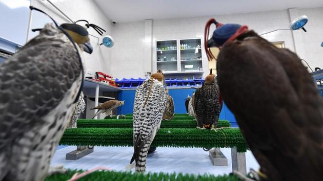 “Falcons were used to hunt, and you can say that it was the only method for hunting for survival, especially when travelling long distances hundreds of years ago,” the 30-year-old told AFP. “We inherited it from our grandfathers and fathers, who taught us, and now we teach the next generation.” (Guiseppe Cacace / AFP) “Falcons were used to hunt, and you can say that it was the only method for hunting for survival, especially when travelling long distances hundreds of years ago,” the 30-year-old told AFP. “We inherited it from our grandfathers and fathers, who taught us, and now we teach the next generation.” (Guiseppe Cacace / AFP)