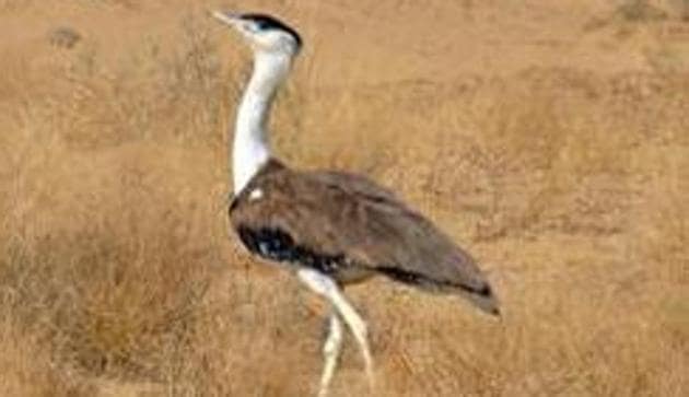 One hundred and thirty countries including India on Saturday endorsed a declaration that one million migratory species were confronting extinction One hundred and thirty countries including India on Saturday endorsed a declaration that one million migratory species were confronting extinction
