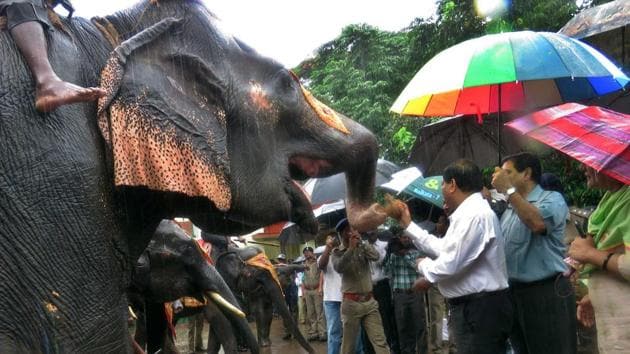 Puri’s divisional forest officer Sushant Ray said the elephant tossed 60-year-old Jugal Kishore Bhatt of Gopinathpur panchayat while he was working in his field on Sunday morning. (Image used for representation).(HT FILE PHOTO.)