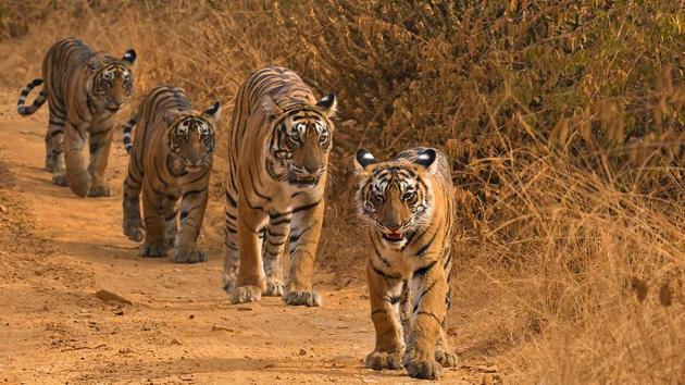 The report said from the factual analysis of the ground situation the tiger reserve administration reached the conclusion that relatively young tigers (aged between 2-3 years) have become more aggressive as they failed to establish their territory.(FILE PHOTO.)