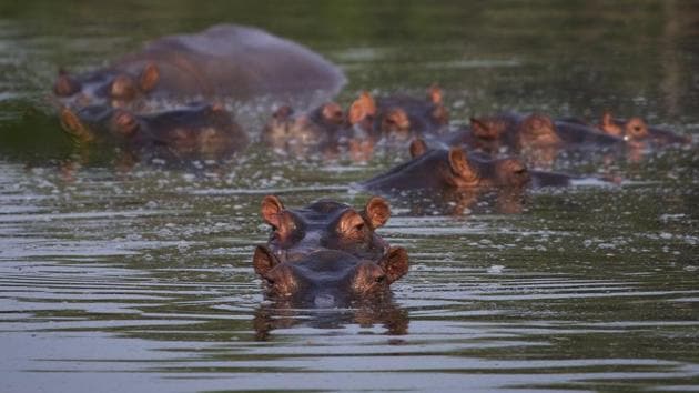 Hippos stay submerged in a lake at the Napoles Park in Puerto Triunfo, Colombia, Wednesday, Feb. 12, 2020. The hippos, that were originally brought to Colombia by the late Colombian drug baron Pablo Escobar as part of his personal zoo, have been taking over the countryside near his former ranch endangering native animals while also leaving farmers and fisherman fearing for their safety.(AP)