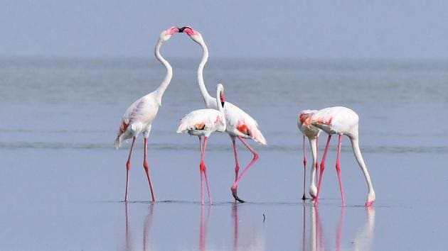 India is the largest landmass before the Indian Ocean, and holds 90% of stopover sites for birds that migrate in this region(Vipin Kumar/HT PHOTO)