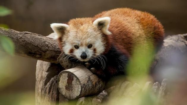 Red pandas, the bushy-tailed and russet-furred bamboo munchers that dwell in Asian high forests, are not a single species but rather two distinct ones.(UNSPLASH)