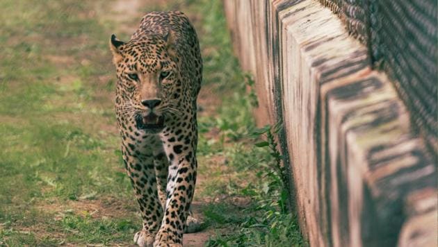 Pilibhit Tiger Reserve deputy director Naveen Khandelwal said it was evident that the leopard was an adult by looking at the pug marks. (Representational Image) Pilibhit Tiger Reserve deputy director Naveen Khandelwal said it was evident that the leopard was an adult by looking at the pug marks. (Representational Image)