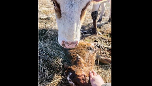The post details how other cows joined the mother in mourning for the lost calf.(Facebook/ Autumn Weppner)