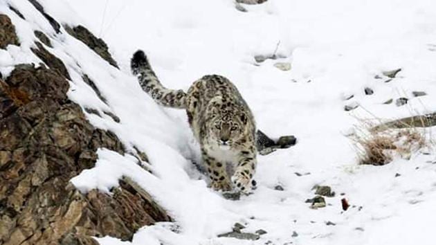 A snow leopard spotted in a high-altitude area of Lahaul and Spiti district. The habitat of the state animal of Himachal Pradesh spans from Kibber wildlife sanctuary in Lahaul and Spiti to Kugti sanctuary in Chamba. Snow leopards are found at altitudes between 9,800 ft and 17,000 ft in rugged terrain.(HT FILE)