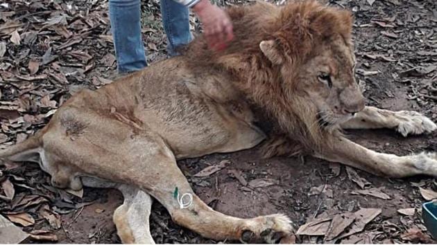 The lion named Jupiter was discovered in a “critical state.”(Instagram/blackjaguarwhitetiger)