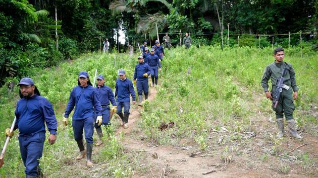 People arrive to destroy coca plants at an illegal coca crop in Tumaco. AFP reports that Colombia’s Defence Minister said that the military will step up an offensive against drug trafficking gangs responsible for clearing thousands of hectares of protected national parks for coca plantations. (Raul Arboleda / AFP)