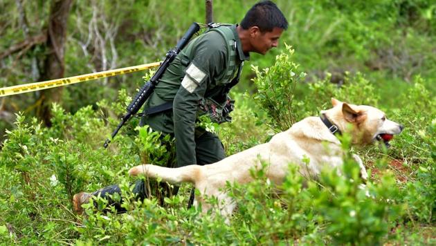 A sniffer dog searches for explosives in a coca field in Tumaco. Last year, the government of President Ivan Duque launched Operation Artemisa to counter widespread deforestation, following the destruction of nearly 200,000 hectares in 2018, mainly in the Amazon. In addition to the indiscriminate cutting of trees for agriculture, illegal mining and coca plantations pose a threat to the country’s natural resources, according to the government. (Raul Arboleda / AFP)