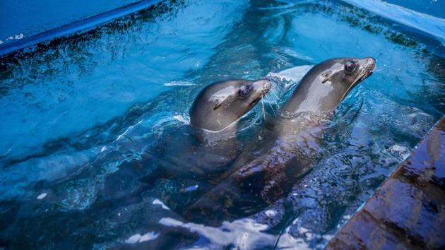 Niblet and Brawler, the sea lions that have come to Sea Life Park in Waimanalo, Hawaii.(AP)