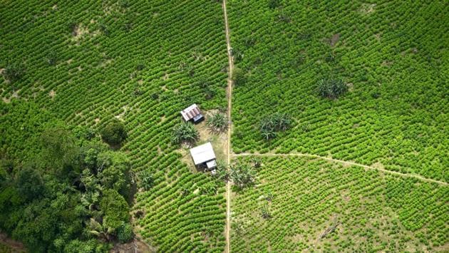 Aerial view of coca fields in Tumaco, Narino Department, Colombia. The government said some 700 hectares (1,730 acres) of forest in the Sierra de la Macarena national park in southern Colombia have been destroyed by dissidents of the former FARC guerrilla group who rejected a 2016 peace agreement. (Raul Arboleda / AFP)