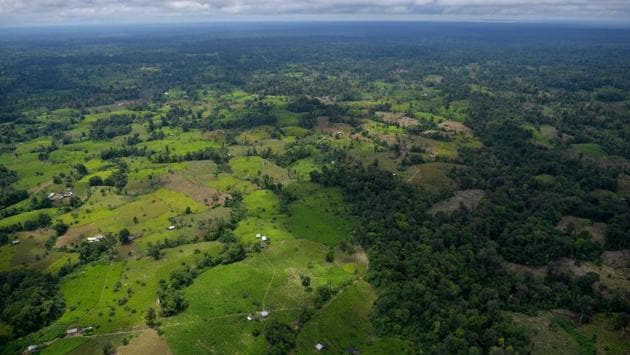 Aerial view shows coca fields in Tumaco. Former national parks service director Carlos Castano told Colombia’s Radio W in an interview Monday that former guerrillas had threatened park officials in a bid to force them to leave the reserves. Around 2,300 FARC dissidents continue to operate, according to the government, funded by drug trafficking and illegal mining. (Raul Arboleda / AFP)