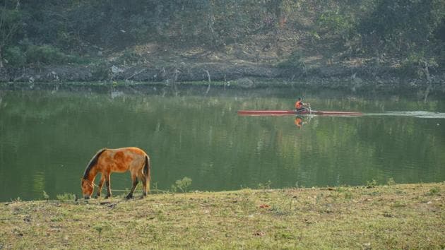 A horse is seen as students of College of Engineering Pune prepare for the annual regatta in Pune, Maharashtra. (Milind Saurkar / HT Photo) A horse is seen as students of College of Engineering Pune prepare for the annual regatta in Pune, Maharashtra. (Milind Saurkar / HT Photo)