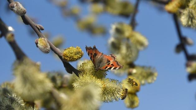 A butterfly perches on blooming Pussy Willow trees as sunny and pleasant Spring knocks on the region’s doors in Srinagar, Jammu and Kashmir. (Waseem Andrabi / HT Photo ) A butterfly perches on blooming Pussy Willow trees as sunny and pleasant Spring knocks on the region’s doors in Srinagar, Jammu and Kashmir. (Waseem Andrabi / HT Photo )