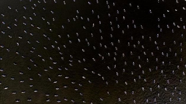 A flock of greylag geese and greater white-fronted geese gather at the municipality of Hortobagy, Hungary. Between October and March the birds are regular guests of the area's prairies and fishponds. (Zsolt Czegledi / MTI via AP)