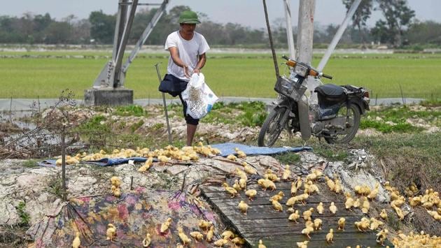 A farmer feeds a flock of ducklings at a private farm in Hanoi, Vietnam. (Nhac Nguyen / AFP)