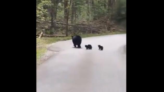 The four little cubs playfully try to run across the road.(Twitter/@ParveenKaswan)