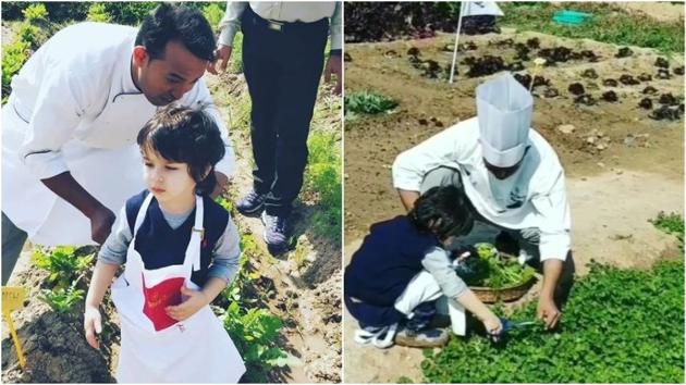 Taimur Ali Khan enjoying a sunny day at a farm with a chef.