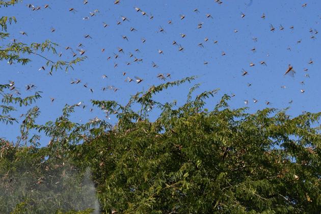PAU has issued the advisory keeping in view the heat-driven continuous breeding activity of locusts in the Middle East and Pakistan. (AFP Photo) PAU has issued the advisory keeping in view the heat-driven continuous breeding activity of locusts in the Middle East and Pakistan. (AFP Photo)
