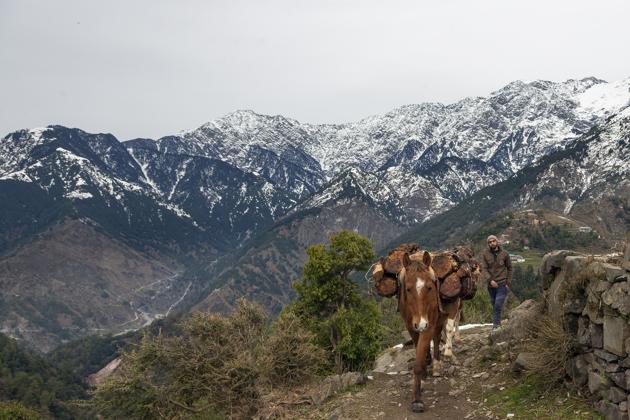 A local man drives his mules laden with wood against the backdrop of the snow-covered Dhauladhar range of the Himalaya in Dharmsala. (AP) A local man drives his mules laden with wood against the backdrop of the snow-covered Dhauladhar range of the Himalaya in Dharmsala. (AP)