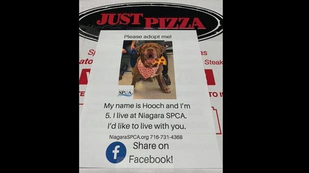 The Just Pizza & Wing Co - has started giving its customers pizzas in boxes having pictures of displaced dogs.(Facebook/Niagra SPCA)
