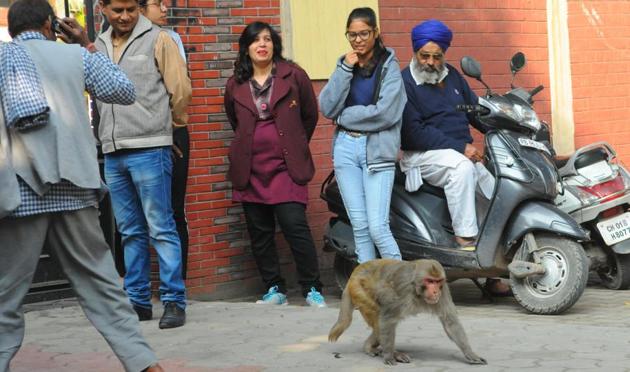 As summer begins, monkeys are frequenting places near eateries in the city for food leftovers.(Keshav Singh/HT) As summer begins, monkeys are frequenting places near eateries in the city for food leftovers.(Keshav Singh/HT)