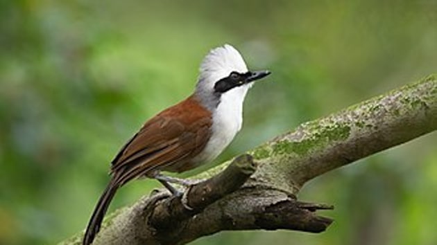 Thrush (bird) - Wikipedia