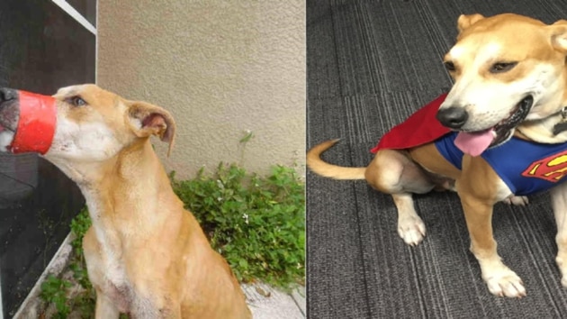 After the dog’s recovery, Lee County Sheriff Carmine Marceno adopted and deputized Chance. The canine is now part of the sheriff office’s Community Relations Bureau. (Facebook/Lee County Sherrif’s Office) After the dog’s recovery, Lee County Sheriff Carmine Marceno adopted and deputized Chance. The canine is now part of the sheriff office’s Community Relations Bureau. (Facebook/Lee County Sherrif’s Office)