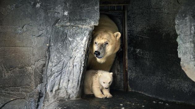 A view of a polar bear cub - as it walks with its mother in an enclosure, in Copenhagen Zoo, Copenhagen. (AP) A view of a polar bear cub - as it walks with its mother in an enclosure, in Copenhagen Zoo, Copenhagen. (AP)
