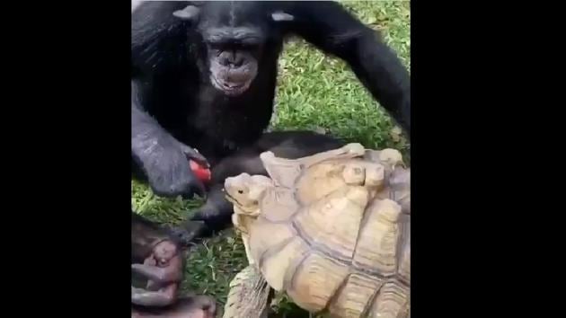 The chimpanzee feeds the apple to the tortoise near him.(Twitter/@ramblingsloa)