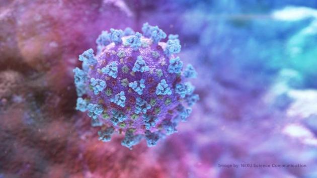 A computer image created by Nexu scientists shows a model structurally representative of a betacoronavirus which is the type of virus linked to Covid-19.(Reuters Photo)