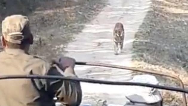 “Tiger growls to mark its presence,” says Twitter user Susanta Nanda IFS, who posted the video. (Twitter/@susantananda3) “Tiger growls to mark its presence,” says Twitter user Susanta Nanda IFS, who posted the video. (Twitter/@susantananda3)