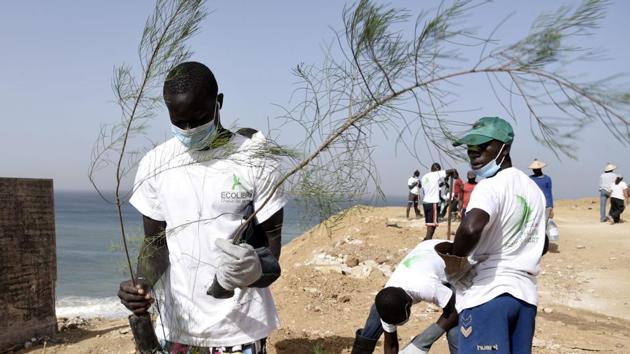A volunteer carries saplings before planting them during the clean-up operation. Dibocor Sene, in charge of hygiene at one of those hospitals littering the beach, said the incinerator ordinarily supposed to burn medical waste is out of order. He added that a dedicated waste-storage room sometimes overflows too.  (Seyllou / AFP) 