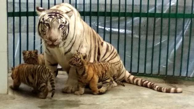 Authorities at the Chhatbir zoo want Capt Amarinder Singh to name the cubs, as tigers have been successfully bred here after a gap of six years.(HT PHOTO)