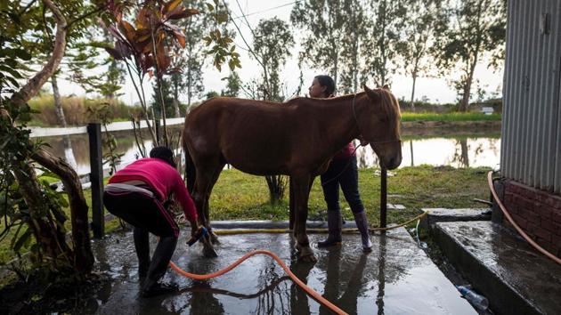 Polo players Okram Ashalucky (R) and Khundongbam Dementy bath a pony at the Thangmeiband Polo Ground. The involvement of female players was intertwined with the survival of the ponies, which experts feared were on the brink of extinction. Singh said some of the women have also become experts at caring for the animals, and rescue them from accidents like falling into construction pits and drains. (Xavier Galiana / AFP) Polo players Okram Ashalucky (R) and Khundongbam Dementy bath a pony at the Thangmeiband Polo Ground. The involvement of female players was intertwined with the survival of the ponies, which experts feared were on the brink of extinction. Singh said some of the women have also become experts at caring for the animals, and rescue them from accidents like falling into construction pits and drains. (Xavier Galiana / AFP)